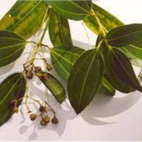Cinnamomum zeylanicum(Dalchini) Plant